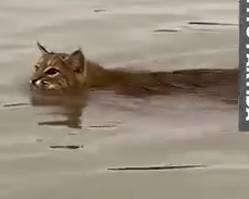 Part2 Animals Rescue #dogrescue #rescuedog #dogsofttiktok #foryoupage #foryou #dogs