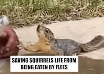 Part2 Animals Rescue #dogrescue #rescuedog #dogsofttiktok #foryoupage #foryou #dogs