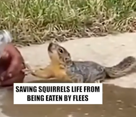 Part2 Animals Rescue #dogrescue #rescuedog #dogsofttiktok #foryoupage #foryou #dogs