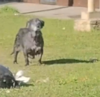 Part2 Animals Rescue #dogrescue #rescuedog #dogsofttiktok #foryoupage #foryou #dogs