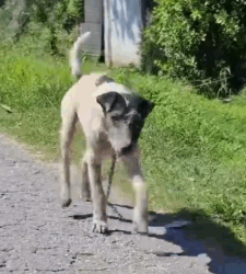 Part2 Animals Rescue #dogrescue #rescuedog #dogsofttiktok #foryoupage #foryou #dogs