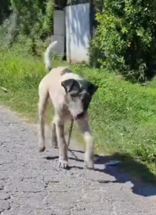 Part2 Animals Rescue #dogrescue #rescuedog #dogsofttiktok #foryoupage #foryou #dogs