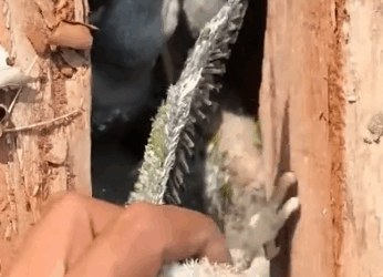 A kind man rescued the poor abandoned baby parrots and this happened…#bird #lovestory #_part2