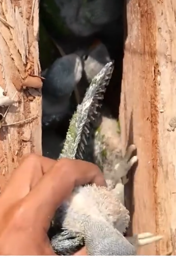 A kind man rescued the poor abandoned baby parrots and this happened…#bird #lovestory #_part2
