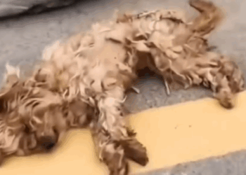 Abandoned and scared, this puppy’s fate hung by a thread. #dog #rescuedog_part2