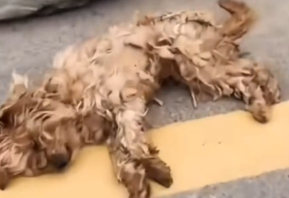 Abandoned and scared, this puppy’s fate hung by a thread. #dog #rescuedog_part2
