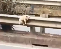 A life hanging by a thread on the street_part2