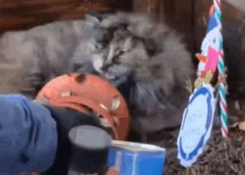 Part2 Animals Rescue #dogrescue #rescuedog #dogsofttiktok #foryoupage #foryou #dogs