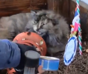 Part2 Animals Rescue #dogrescue #rescuedog #dogsofttiktok #foryoupage #foryou #dogs