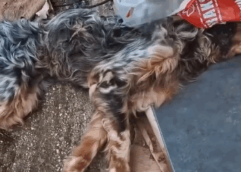 Part2 Animals Rescue #dogrescue #rescuedog #dogsofttiktok #foryoupage #foryou #dogs