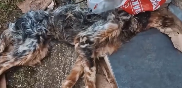 Part2 Animals Rescue #dogrescue #rescuedog #dogsofttiktok #foryoupage #foryou #dogs