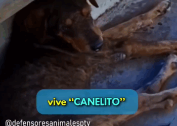 Part2 Animals Rescue #dogrescue #rescuedog #dogsofttiktok #foryoupage #foryou #dogs