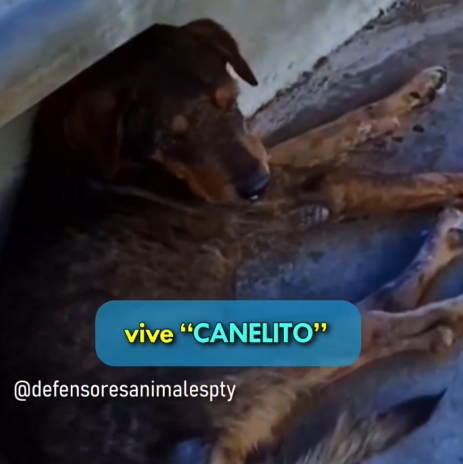 Part2 Animals Rescue #dogrescue #rescuedog #dogsofttiktok #foryoupage #foryou #dogs