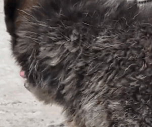 Part2 Animals Rescue #dogrescue #rescuedog #dogsofttiktok #foryoupage #foryou #dogs