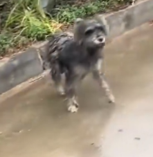 Part2 Animals Rescue #dogrescue #rescuedog #dogsofttiktok #foryoupage #foryou #dogs