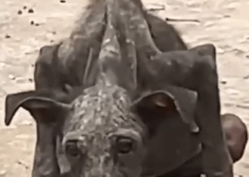 Part2 Animals Rescue #dogrescue #rescuedog #dogsofttiktok #foryoupage #foryou #dogs