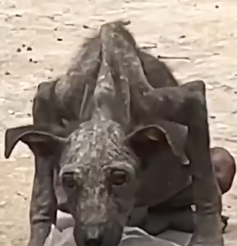 Part2 Animals Rescue #dogrescue #rescuedog #dogsofttiktok #foryoupage #foryou #dogs