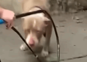 Part2 Animals Rescue #dogrescue #rescuedog #dogsofttiktok #foryoupage #foryou #dogs