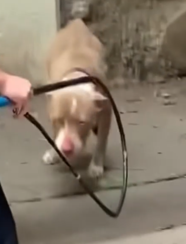 Part2 Animals Rescue #dogrescue #rescuedog #dogsofttiktok #foryoupage #foryou #dogs