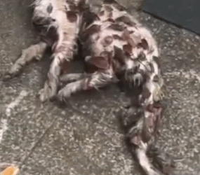 Part2.Animals Rescue #dogrescue #rescuedog #dogsofttiktok #foryoupage #foryou #dogs