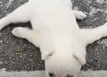 rescue of a small dog abandoned in the middle of the street with disabilities❤️💪 #heroes #rescue_part2