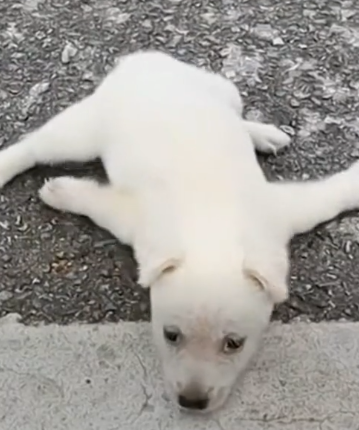 rescue of a small dog abandoned in the middle of the street with disabilities❤️💪 #heroes #rescue_part2