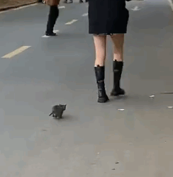 Part2 Animals Rescue #dogrescue #rescuedog #dogsofttiktok #foryoupage #foryou #dogs