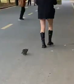 Part2 Animals Rescue #dogrescue #rescuedog #dogsofttiktok #foryoupage #foryou #dogs