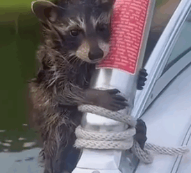 A raccoon climbed onto my boat and then…#rescue #animals #fyp_part2