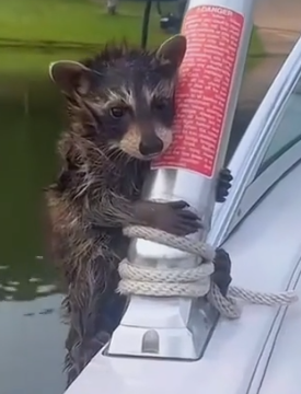 A raccoon climbed onto my boat and then…#rescue #animals #fyp_part2