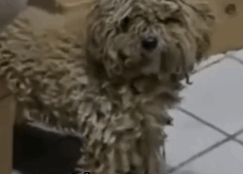 A Lonely Puppy Appeared at My Door… Her Transformation Is Unreal_part2