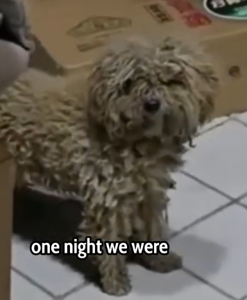 A Lonely Puppy Appeared at My Door… Her Transformation Is Unreal_part2