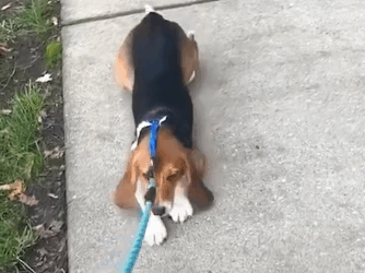 Beagle Rescued From Lab Learns To Love Walking Outside_part2