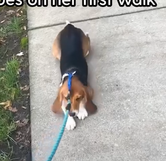 Beagle Rescued From Lab Learns To Love Walking Outside_part2