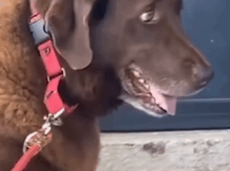 Part2 Animals Rescue #dogrescue #rescuedog #dogsofttiktok #foryoupage #foryou #dogs