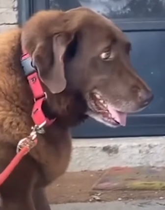 Part2 Animals Rescue #dogrescue #rescuedog #dogsofttiktok #foryoupage #foryou #dogs