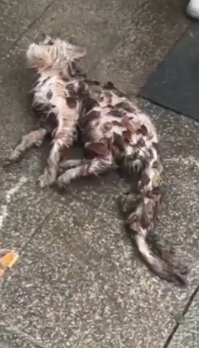 Part2.Animals Rescue #dogrescue #rescuedog #dogsofttiktok #foryoupage #foryou #dogs