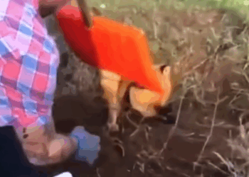 Save a trapped fox and the surprise that follows #rescue #animals #animalsoftiktok_part2
