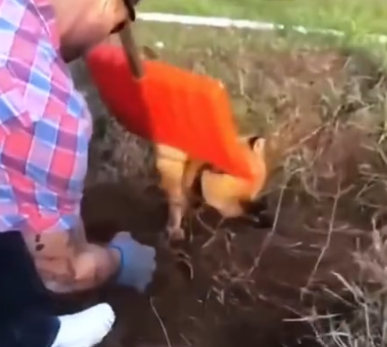 Save a trapped fox and the surprise that follows #rescue #animals #animalsoftiktok_part2