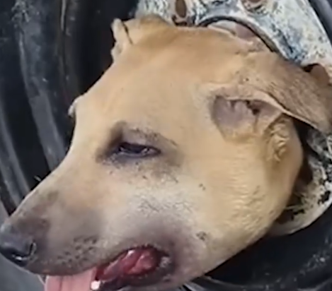 Stray dog rescued after getting its head stuck in a car wheel_part2