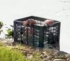 Kittens Got Rescued From Riverside🙀🐈_part2