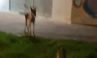 Part2 Animals Rescue #dogrescue #rescuedog #dogsofttiktok #foryoupage #foryou #dogs