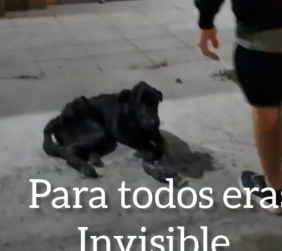 Part2 Animals Rescue #dogrescue #rescuedog #dogsofttiktok #foryoupage #foryou #dogs