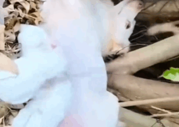 Rescuu White dog family in the abandoned place_part2