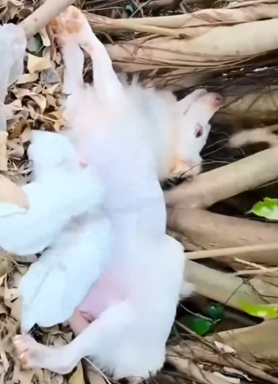 Rescuu White dog family in the abandoned place_part2