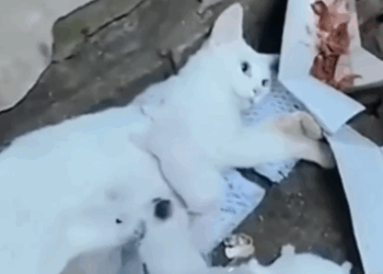 Rescue this cat family in the abandoned place_part2