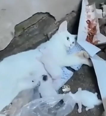 Rescue this cat family in the abandoned place_part2