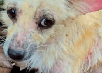 Part2 Animals Rescue #dogrescue #rescuedog #dogsofttiktok #foryoupage #foryou #dogs