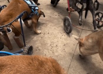 Part2 Animals Rescue #dogrescue #rescuedog #dogsofttiktok #foryoupage #foryou #dogs