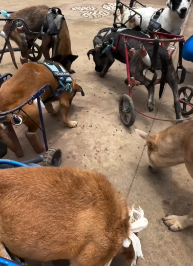 Part2 Animals Rescue #dogrescue #rescuedog #dogsofttiktok #foryoupage #foryou #dogs